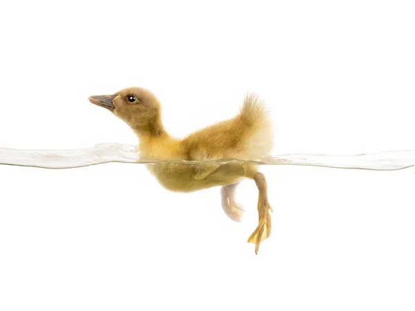 Küçük ördek yavrusu su üzerinde yüzer — Stok fotoğraf
