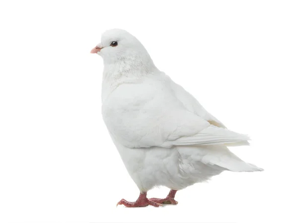 Pomba vai isolado em um branco — Fotografia de Stock