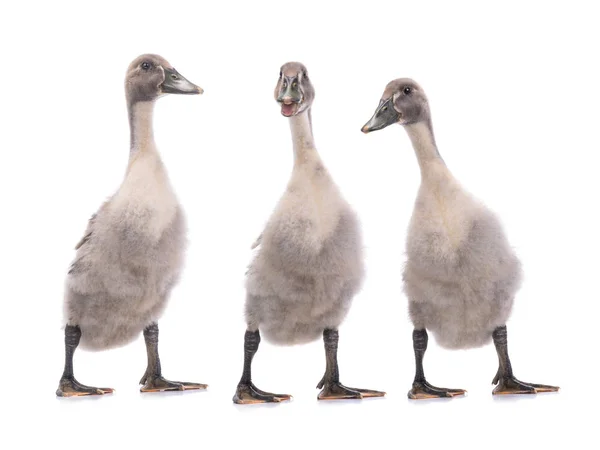 Drei junge Enten isoliert — Stockfoto