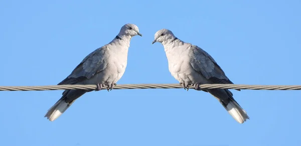 Duas pombas-tartaruga europeias — Fotografia de Stock