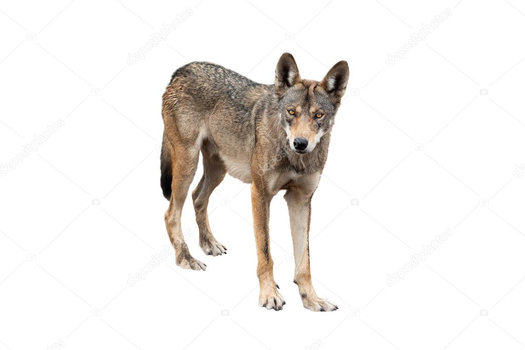 wolf isolated on white 