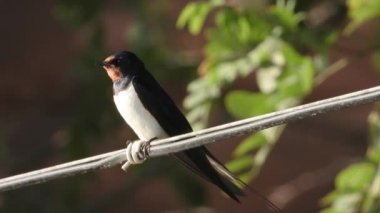 yaz aylarında bir tel üzerinde yutmak, ses 