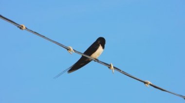 yaz aylarında bir tel üzerinde yutmak, ses 