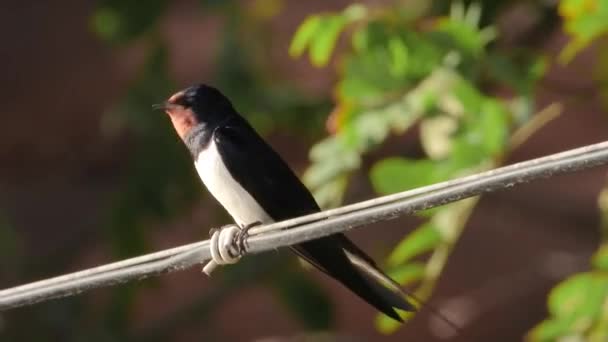 Schwalbe Auf Einem Draht Singt Sommer Geräusch — Stockvideo