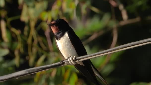 Avaler Sur Fil Chante Été Son — Video