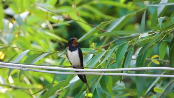 Avaler Sur Fil Chante Été Son — Video