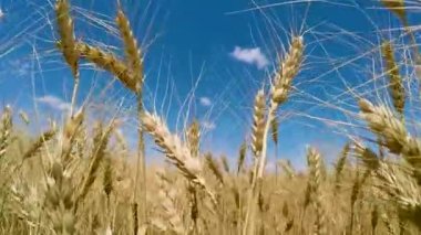 kamera bir buğday tarlası boyunca hareket eder