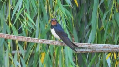 yaz aylarında bir tel üzerinde yutmak, ses 