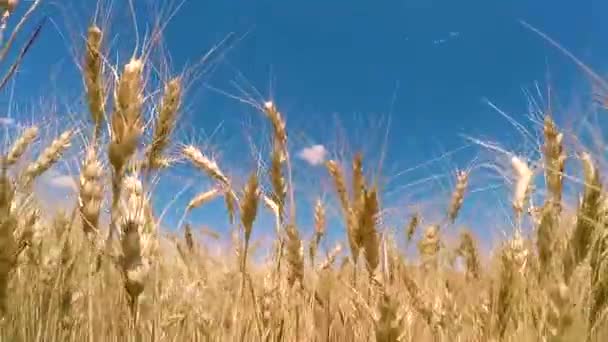 Kamera Bewegt Sich Durch Ein Weizenfeld — Stockvideo