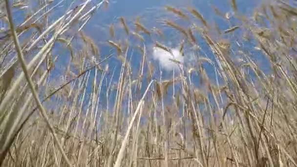 Espigas Trigo Maduro Balancean Del Viento — Vídeo de stock