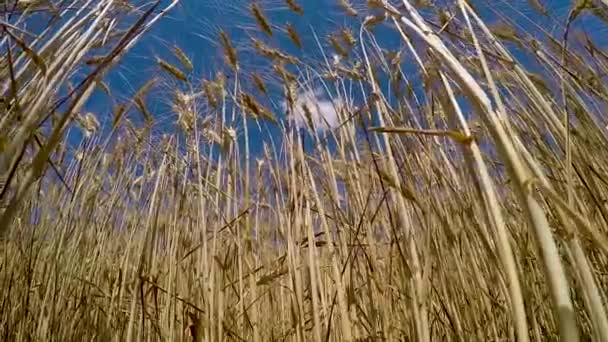 Ähren Reifen Weizens Wiegen Sich Wind — Stockvideo