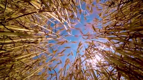 熟した小麦の耳が風から揺れている — ストック動画