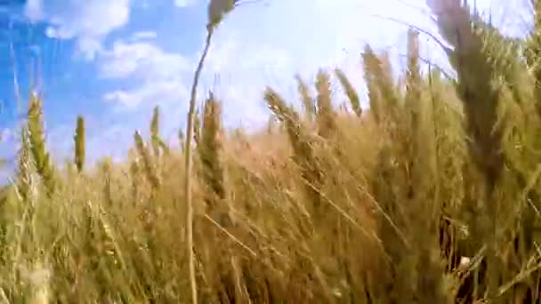 カメラは小麦畑を通り抜ける — ストック動画