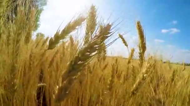Camera Moves Wheat Field — Stock Video