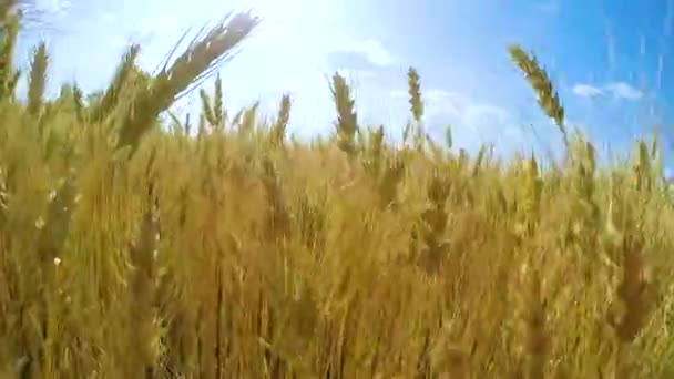 Kamera Bir Buğday Tarlası Boyunca Hareket Eder — Stok video