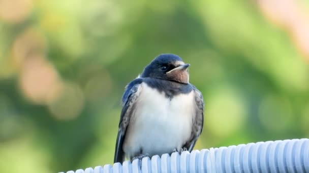 Swallow Chick Waiting Feed Sound — Stok Video