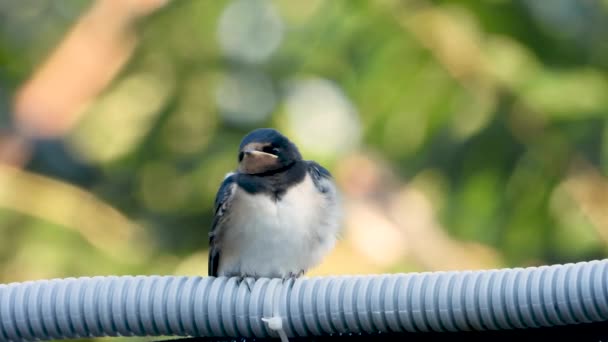 Swallow Chick Waiting Feed Sound — Stock Video