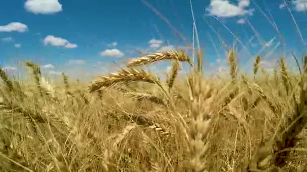 成熟的小麦的耳朵从风中摇摆 — 图库视频影像