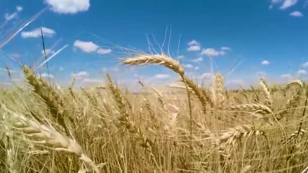 Espigas Trigo Maduro Balancean Del Viento — Vídeos de Stock