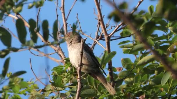 Joven Cuco Sienta Una Rama Árbol — Vídeos de Stock