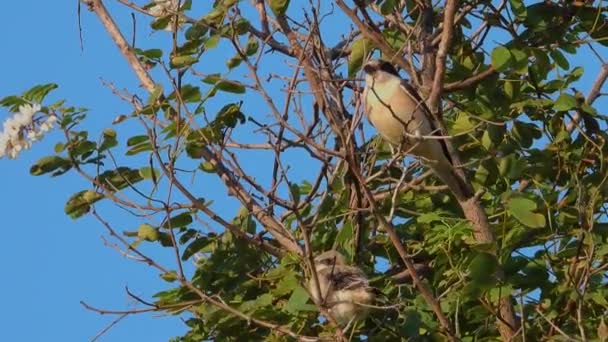 Shrike Yang Didukung Perempuan Duduk Cabang Dengan Anak Ayam Suara — Stok Video