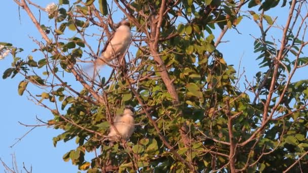 Pulcino Red Backed Shrike Seduto Ramo Attesa Cibo Suono — Video Stock