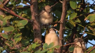 Kızıl saçlı civcivler sabahın erken saatlerinde yuvada bir dalda oturun, ses 
