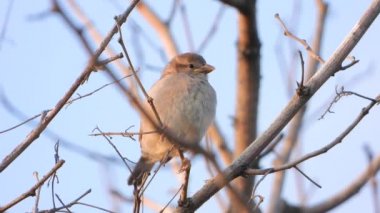 serçe sabah erken saatlerde bir dal üzerinde oturan, ses 