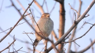 serçe sabah erken saatlerde bir dal üzerinde oturan, ses 