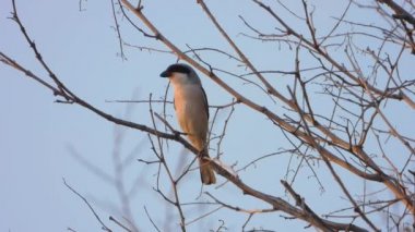 Kızıl sırtlı Örümcek Kuşu vahşi doğada oturuyor