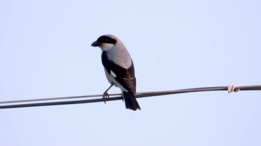 Kızıl sırtlı Örümcek Kuşu vahşi doğada oturuyor