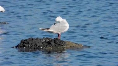 sabah denizin arka planda martılar