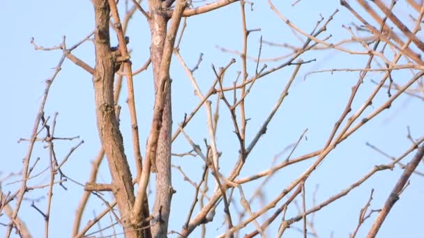 Meise Sucht Nahrung Auf Baum Klang — Stockvideo