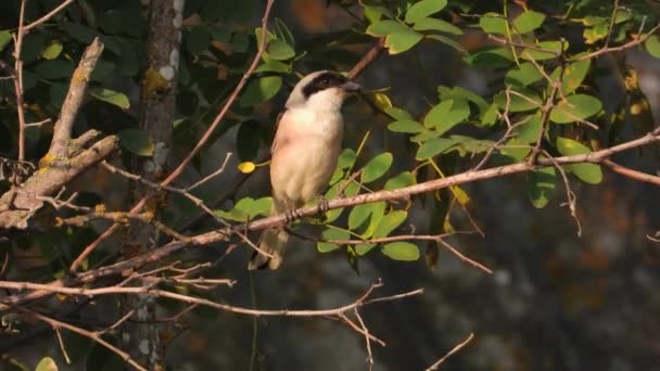 Vermelho Apoiado Shrike Sentado Natureza — Vídeo de Stock