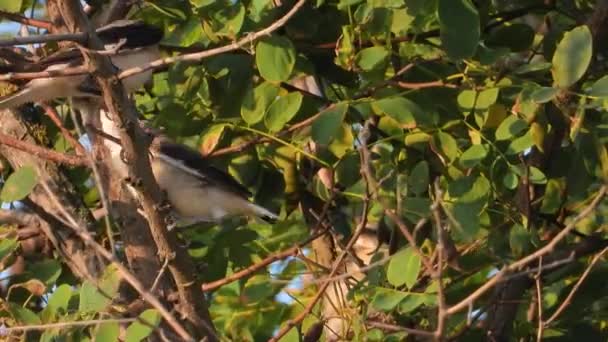 Les poussins roux de Pie-grièche s'assoient sur une branche tôt le matin au nid. alimentation des poussins, son  
