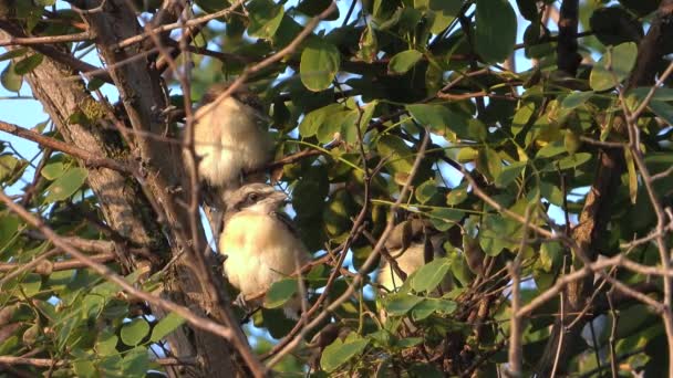 Filhotes Cabelos Vermelhos Shrike Sentam Ramo Início Manhã Ninho Som — Vídeo de Stock