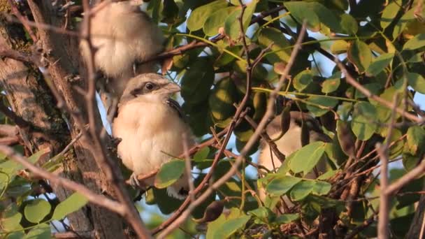 Filhotes Cabelos Vermelhos Shrike Sentam Ramo Início Manhã Ninho Som — Vídeo de Stock