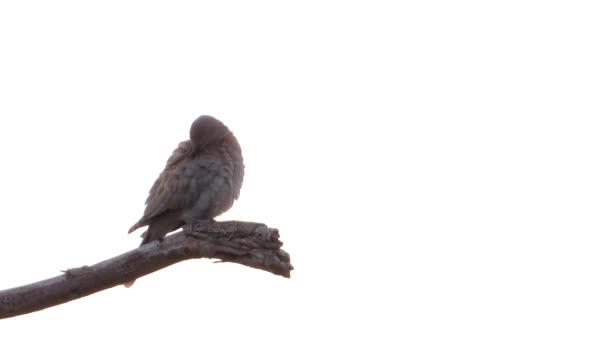 Eurasian Collar Plumas Cepillo Aislado Sobre Fondo Blanco Sonido — Vídeos de Stock