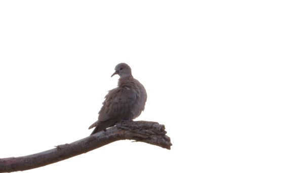 欧亚领刷羽毛隔离在白色背景上 — 图库视频影像