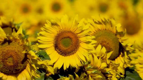 mirage dans le domaine du tournesol, son  