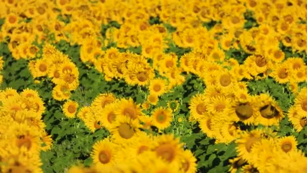 Fata Morgana Feld Der Sonnenblumen Klang — Stockvideo