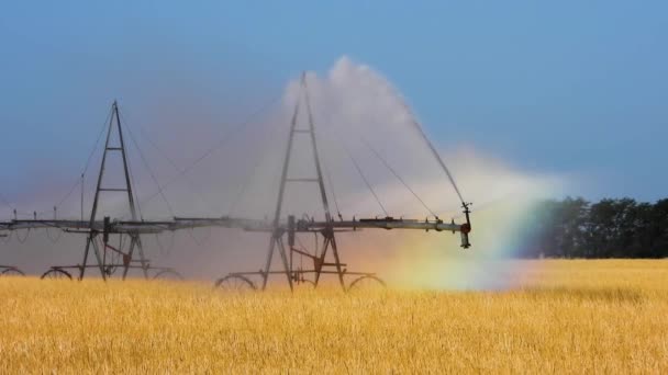 Irrigazione Acqua Nel Campo Suono — Video Stock