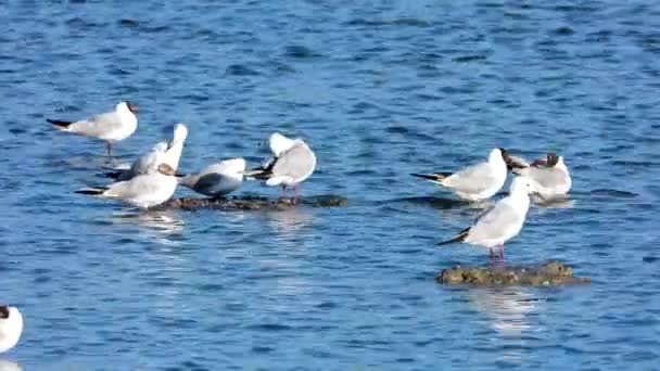 Seagulls Background Sea Morning — Stock Video