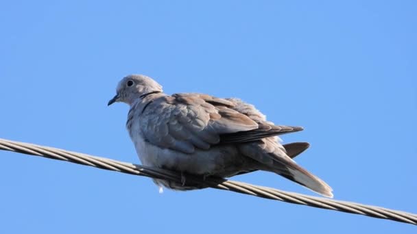 Eurasiska Collared Rengör Fjädrar Tidigt Morgonen — Stockvideo