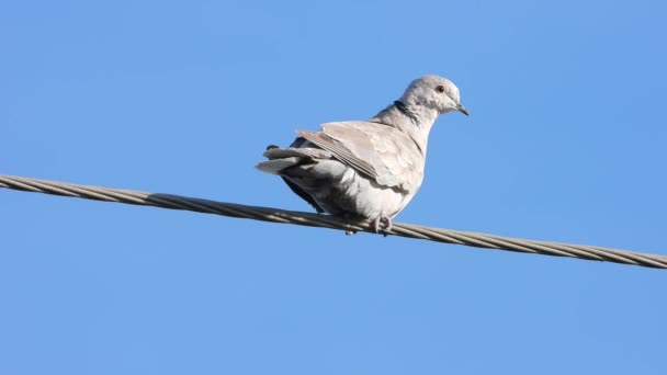 Eurasiska Collared Rengör Fjädrar Tidigt Morgonen — Stockvideo