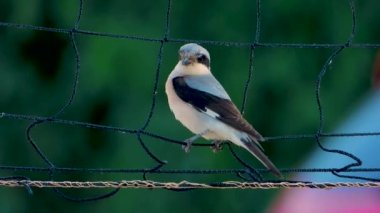 Kırmızı sırtlı Shrike net oturuyor