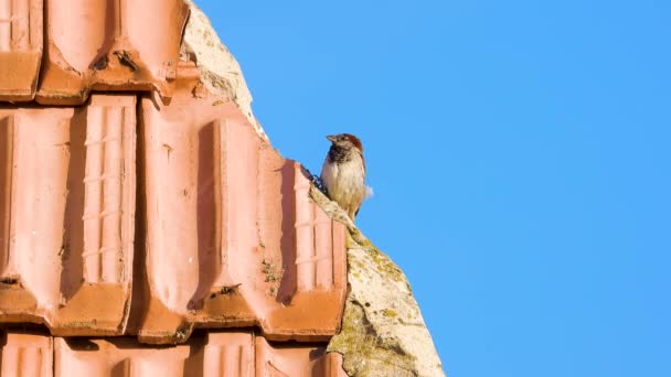 Passero Seduto Sul Tetto Della Casa Suono — Video Stock