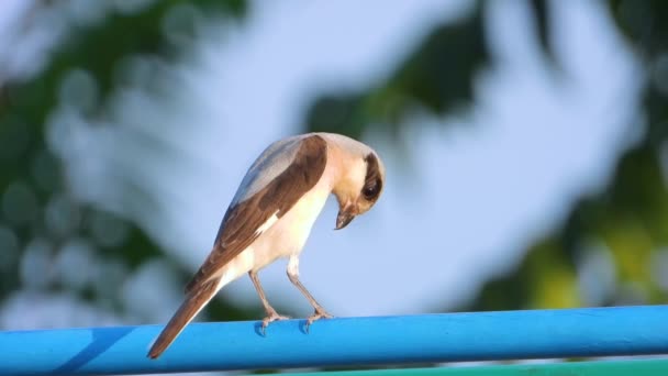 Shrike Respaldo Rojo Sentado Naturaleza Sonido — Vídeos de Stock