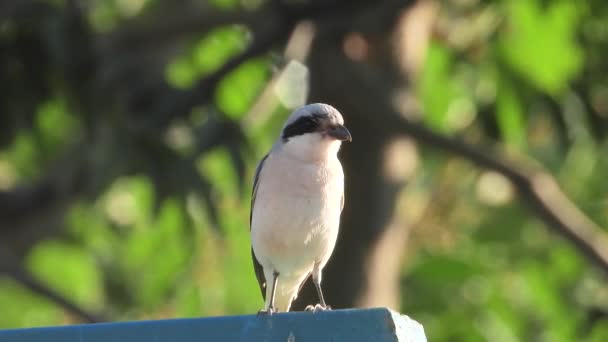 Shrike Con Respaldo Rojo Sentado Red — Vídeo de stock