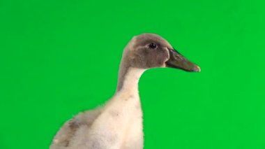 Başını farklı yönlere hareket ettiren yeşil ekranda genç bir ördeğin portresi.